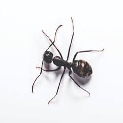Ant Kills