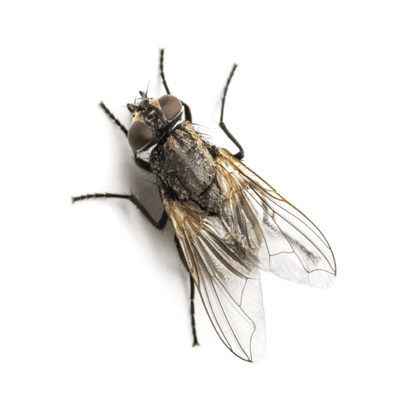 Flies