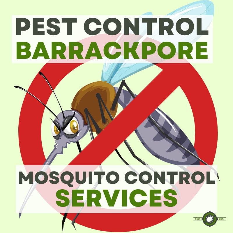 bedbug treatment & healthy sleep