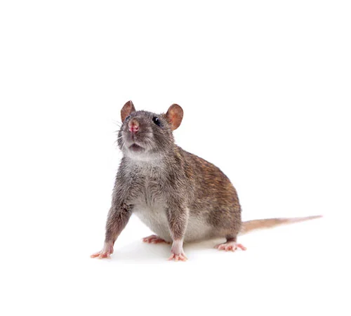 Rat