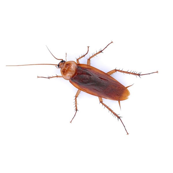 Cockroach
