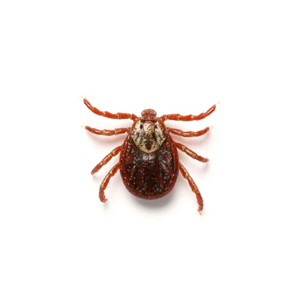 Ticks Pest Control