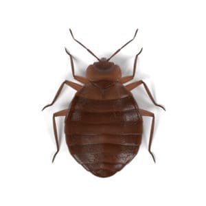 Bedbug