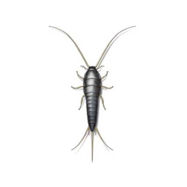 Termite