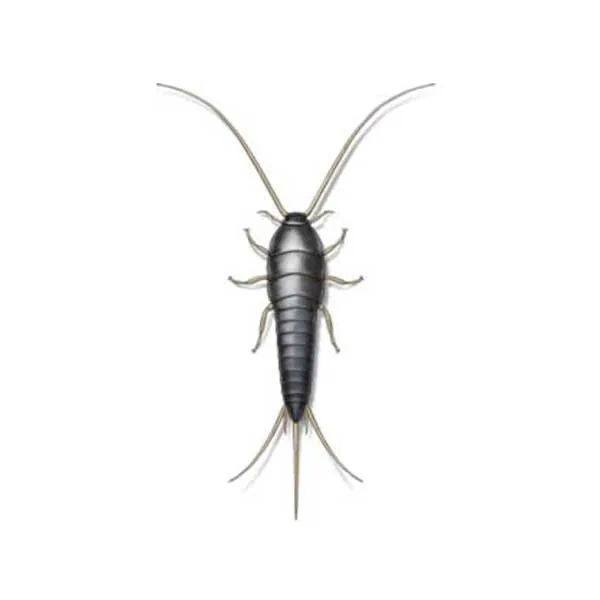 SilverFish P