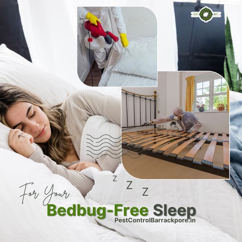 bedbug treatment & healthy sleep